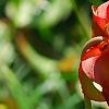 Sarracenia rubra, flowers
