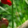 Sarracenia rubra, flowers