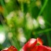 Sarracenia rubra, flowers