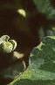 Houttuynia cordata 'Chameleon', leaves