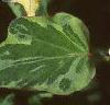 Houttuynia cordata 'Chameleon', leaves