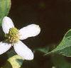 Houttuynia cordata 'Chameleon', leaves