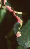 Houttuynia cordata 'Chameleon', leaves