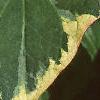 Houttuynia cordata 'Chameleon', leaves