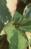Houttuynia cordata 'Chameleon', leaves