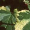 Houttuynia cordata 'Chameleon', leaves