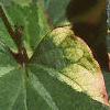 Houttuynia cordata 'Chameleon', leaves