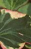 Houttuynia cordata 'Chameleon', flowers