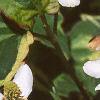 Houttuynia cordata 'Chameleon', flowers