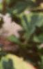 Houttuynia cordata 'Chameleon', flowers