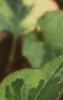 Houttuynia cordata 'Chameleon', flowers
