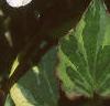 Houttuynia cordata 'Chameleon', flowers