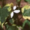 Houttuynia cordata 'Chameleon', flowers