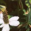 Houttuynia cordata 'Chameleon', flowers