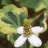 Houttuynia cordata 'Chameleon', flowers