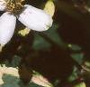 Houttuynia cordata 'Chameleon', flowers