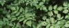 Astilbe rubra 'Pumila', habit