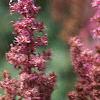 Astilbe rubra 'Pumila', flowers
