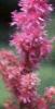 Astilbe rubra 'Pumila', flowers
