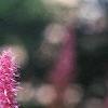 Astilbe rubra 'Pumila', flowers