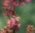 Astilbe rubra 'Pumila', flowers