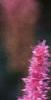 Astilbe rubra 'Pumila', flowers