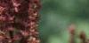 Astilbe rubra 'Pumila', flowers