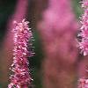 Astilbe rubra 'Pumila', flowers