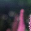 Astilbe rubra 'Pumila', flowers