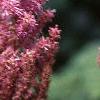 Astilbe rubra 'Pumila', flowers