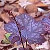 Heuchera 'Amethyst Mist', habit