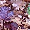 Heuchera 'Amethyst Mist', habit