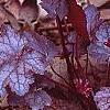 Heuchera 'Amethyst Mist', habit