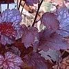 Heuchera 'Amethyst Mist', habit