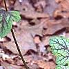 Heuchera 'Amethyst Mist', habit