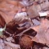 Heuchera 'Amethyst Mist', habit