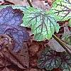 Heuchera 'Amethyst Mist', habit