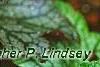 Heuchera 'Amethyst Mist', leaves
