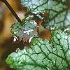 Heuchera 'Amethyst Mist', leaves