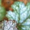 Heuchera 'Amethyst Mist', leaves
