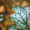 Heuchera 'Amethyst Mist', leaves