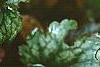 Heuchera 'Amethyst Mist', leaves