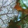 Heuchera 'Amethyst Mist', leaves