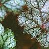 Heuchera 'Amethyst Mist', leaves