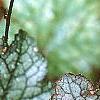 Heuchera 'Amethyst Mist', leaves