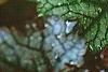 Heuchera 'Amethyst Mist', leaves