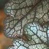 Heuchera 'Amethyst Mist', leaves