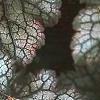 Heuchera 'Amethyst Mist', leaves