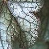 Heuchera 'Amethyst Mist', leaves