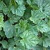 Heuchera americana 'Dale's Strain', habit